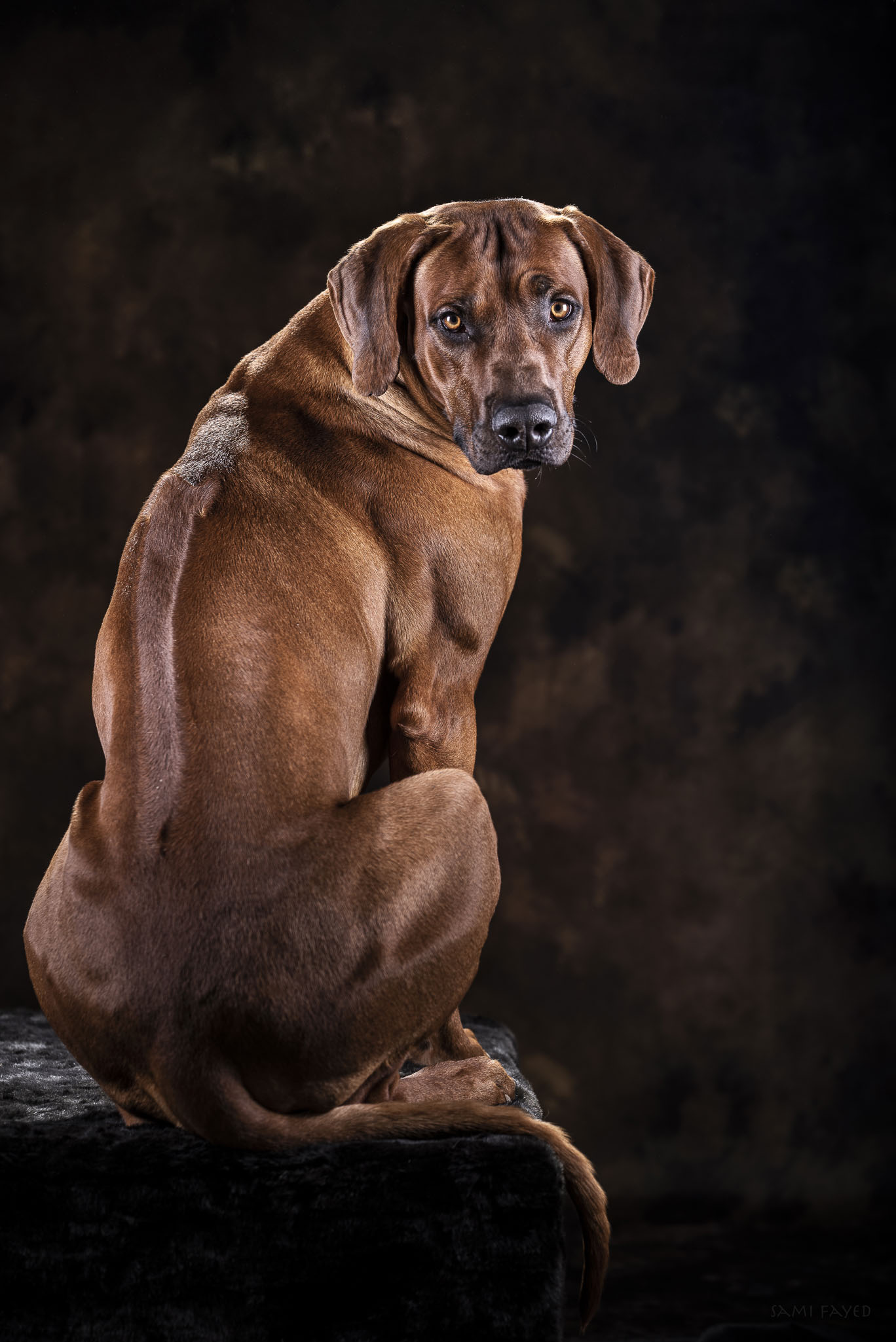 Erlebnis harmonischer Alltag Mensch Hund Systeme