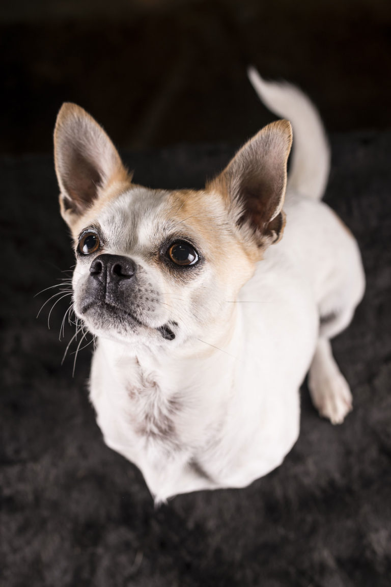 Erlebnis grenzenlose Kreativität Mensch Hund Systeme